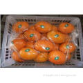 Chinese Natural Organic Citrus Fresh Navel Orange Contains